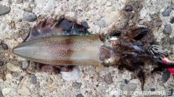 �����ꥤ��