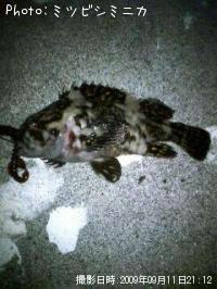 �����Υ���Х�