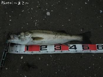 ¥µ¡¼¥Õ¥·¡¼¥Ð¥¹