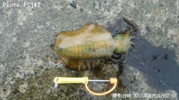 �����ꥤ��