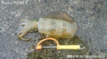 �����ꥤ��