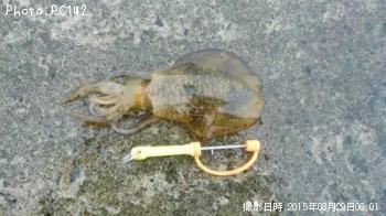 �����ꥤ��