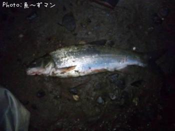 ¥Þ¥ë¥¿¥¦¥°¥¤