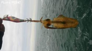 �����ꥤ��