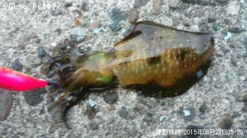 �����ꥤ��