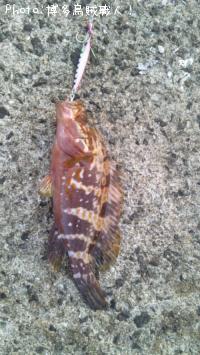 ¥¢¥³¥¦¡Ê¥¥¸¥Ï¥¿¡Ë