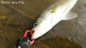 �����Х�