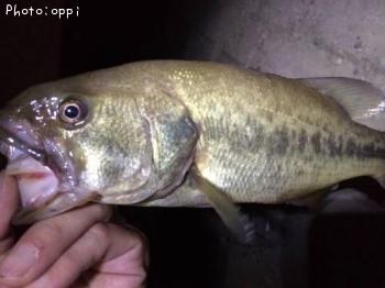 ¥Ö¥é¥Ã¥¯¥Ð¥¹