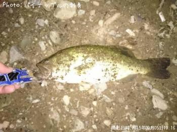 ¥Ö¥é¥Ã¥¯¥Ð¥¹