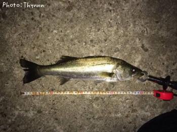 �����Х�