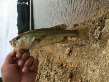 ¥Ö¥é¥Ã¥¯¥Ð¥¹