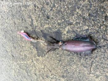 ¥¢¥ª¥ê¥¤¥«