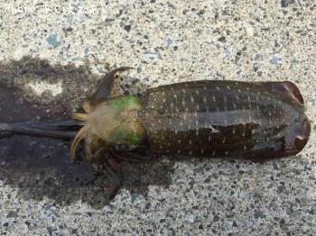 �����ꥤ��