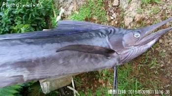 �Х��祦������