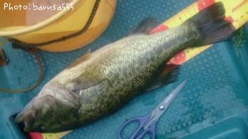 ¥Ö¥é¥Ã¥¯¥Ð¥¹