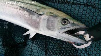 ��饵������������