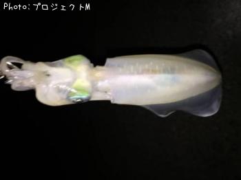 �����ꥤ��