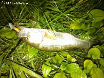 �֥�å��Х�