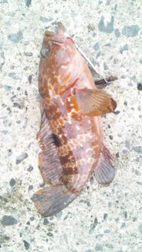 �������ʥ����ϥ���