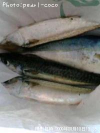 ���С����ʥ�