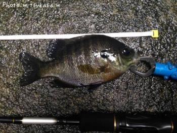 �֥롼����