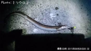 �ϥ�ʥޥ��ʥ���