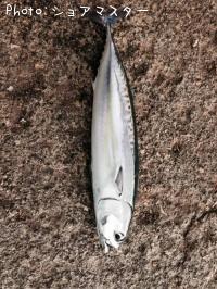 ���������ĥ�