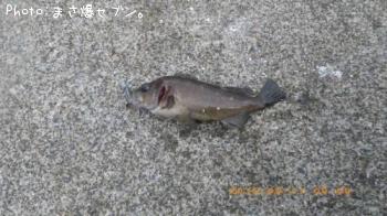 ������Х�