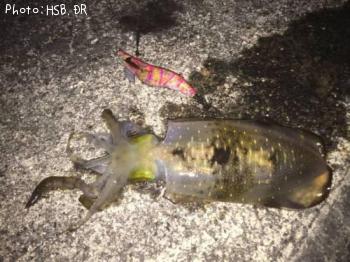 �����ꥤ��