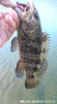 ����䡼�ߡ��Х�