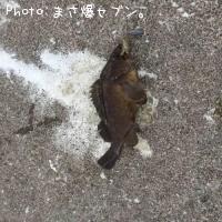 ������Х�