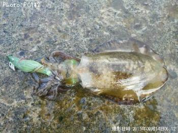 ¥¢¥ª¥ê¥¤¥«