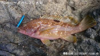 �����ϥ�