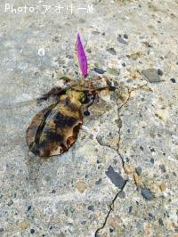 �����ꥤ��