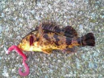 ¥Ù¥Ã¥³¥¦¥¾¥¤