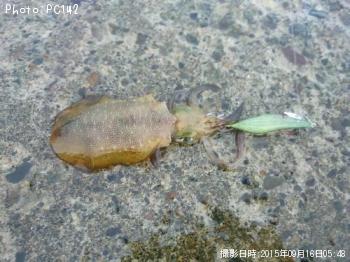 �����ꥤ��