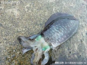 �����ꥤ��