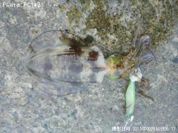 �����ꥤ��