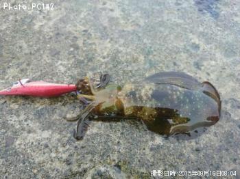 �����ꥤ��