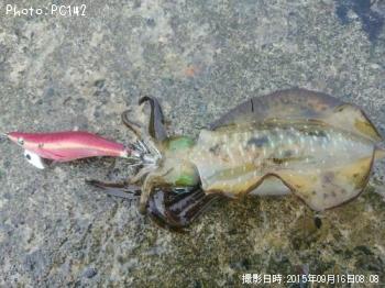 �����ꥤ��