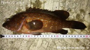 �����ϥ�