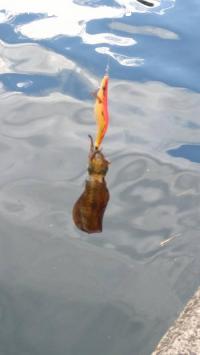 水烏賊