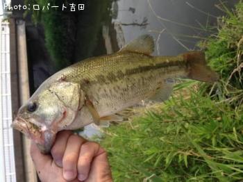 ¥Ö¥é¥Ã¥¯¥Ð¥¹