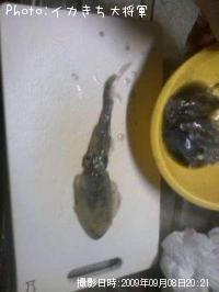 ¥¢¥ª¥ê¥¤¥«