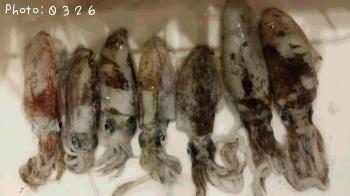 �����ꥤ��