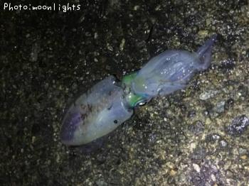 �����ꥤ��