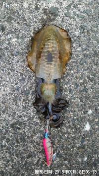 ¥¢¥ª¥ê¥¤¥«