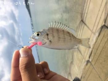 �����̡�