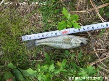 �֥�å��Х�