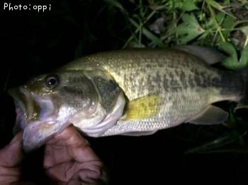 �֥�å��Х�